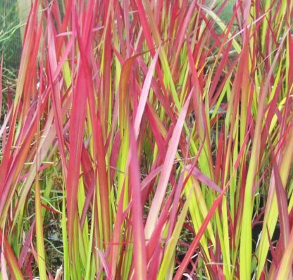 Imperata Cylindrica Rubra Red Baron - Japanese Blood Grass - Large