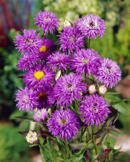 Erigeron 'Azure Fairy'