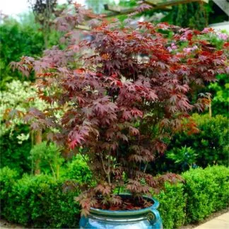 Acer Palmatum Atropurpureum - Purple Japanese Maple -Large Circa 160-180cm Tall