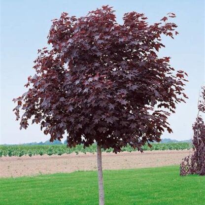 Acer Platanoides Crimson Sentry - Purple Norway Maple