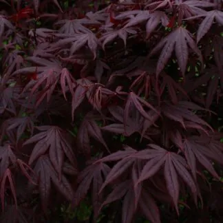 Acer Palmatum Atropurpureum Bloodgood - Deep Purple Japanese Maple