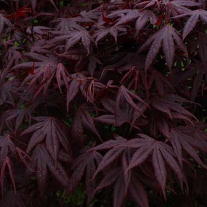 Acer Palmatum Atropurpureum Bloodgood - Deep Purple Japanese Maple