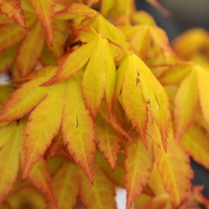 Acer Palmatum Summer Gold