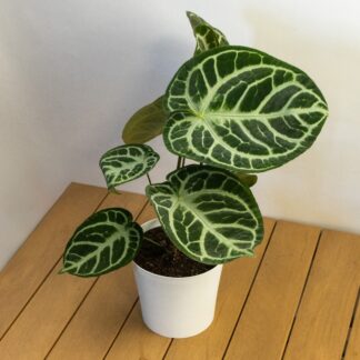 Anthurium Crystallinum