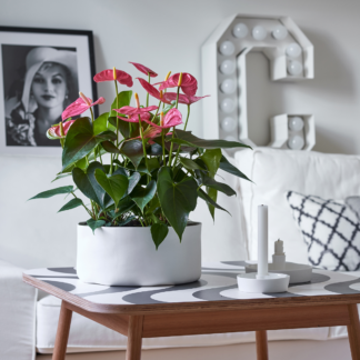 Anthurium Andreanum - Flamingo Flower - Pink