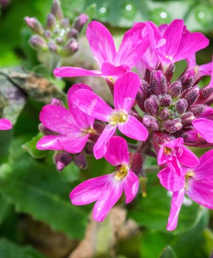 Arabis Blepharophylla Rose Delight - in Bud & Bloom