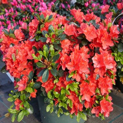 Azalea Japonica 'Orange Beauty' - Evergreen Orange-Red Azaleas