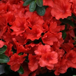 Rhododendron Japonica Santa Maria (Azalea) - Evergreen Rhododendron