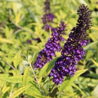 Buddleja Davidii Magda's Gold Knight