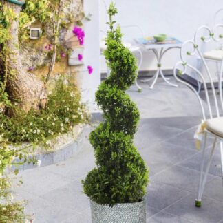 Spiral Topiary Buxus - Corkscrew Box Wood Tree - Circa 100-120cm