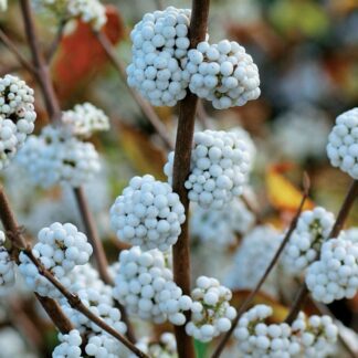 Callicarpa Bodinieri Magical Snow Queen - Large Specimen