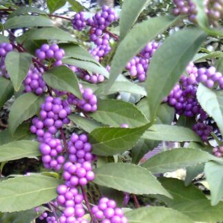 Callicarpa Kwangtungensis - Beautyberry Bush