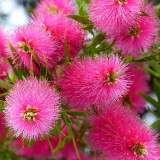 Callistemon Hot Pink - Bottlebrush - Large Circa 100-120cm