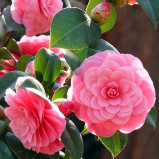 Camellia × Williamsii  E.g. Waterhouse