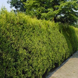 Gold Leylandii - Castlewellan Gold Leyland Cypress - Cuprocyparis Leylandii - Pack of Ten 90-120cm (Circa 3-4ft) Hedging Conifers