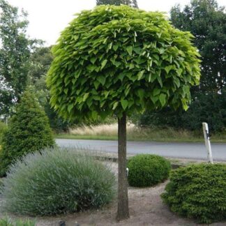 Catalpa Bignonioides Nana - Indian Bean Tree - Extra Large Circa 220-260cm