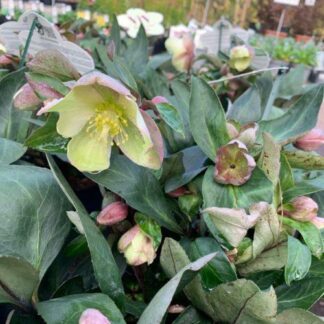 Helleborus Viv' Valeria' - Hellebore