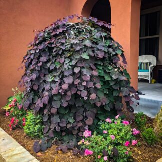 Cercis Canadensis Ruby Falls - Weeping Redbud Judus Tree - Circa 200-220cm
