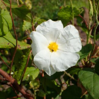 Cistus Populifolius Var. Major – Large-Flowered Rock Rose