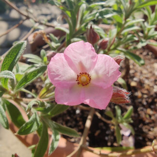 Cistus × Skanbergii – Pink Rockrose