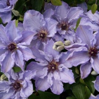 Clematis Myosotis