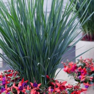 Dianella Coolvista - Ornamental Grass