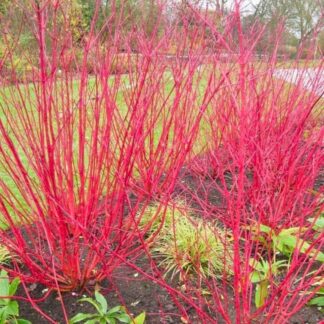 Cornus Alba Sibirica - Red Bark Dog Wood - Large 140-160cm Specimen