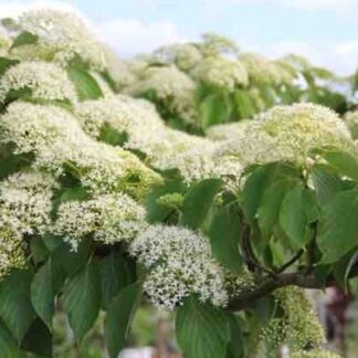 Cornus Controversa - Wedding Cake Pagoda Tree - Circa 80-100cm