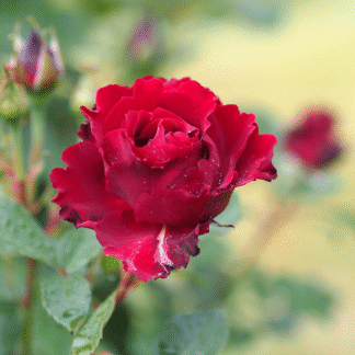 Rose 'Hommage a Barbara'