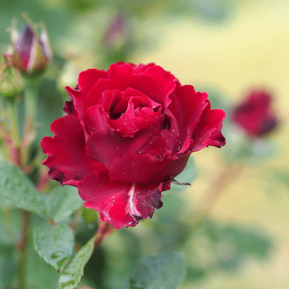 Rose 'Hommage a Barbara'
