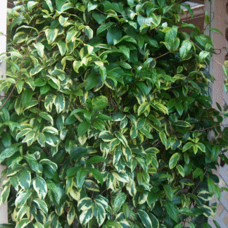 Kadsura Japonica - Kadsura Vine