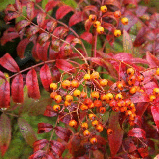 Sorbus Commixta Embley - Japanese Rowan Tree