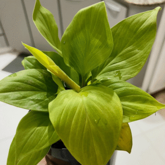 Homalomena Rubescens 'Lemon Lime'