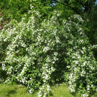 Weigela 'Candida'