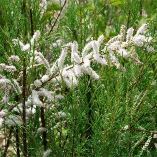 Tamarix Ramosissima 'Hulsdonk White'
