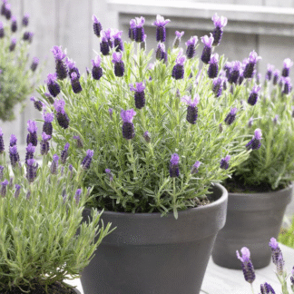 Lavender Stoechas Anouk - French Lavender - Lavendula