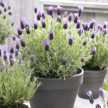 Lavender Stoechas Anouk - French Lavender - Lavendula
