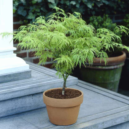 Acer Palmatum Dissectum - Filigree Japanese Maple
