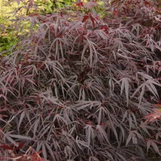 Acer Palmatum Enkan - Extra Large