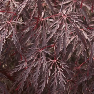Acer Palmatum Inaba-Shidare - Large