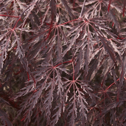 Acer Palmatum Inaba-Shidare - Large