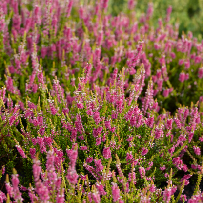 Heather Plant - Calluna Vulgaris 'Gold Spronk'