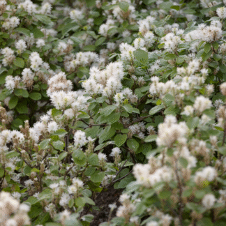 Fothergilla Major
