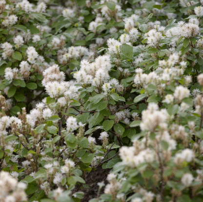 Fothergilla Major