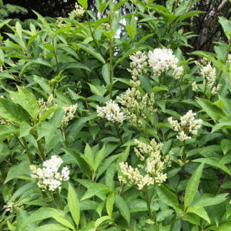 Syringa 'Agnes Smith' - Circa 185-200cm