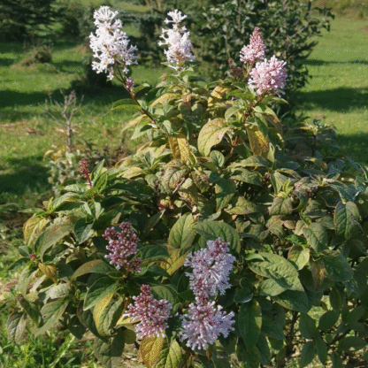 Syringa Prestoniae 'Minuet'