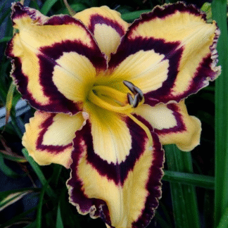 Hemerocallis 'Calico Jack'