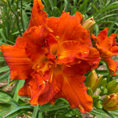 Hemerocallis 'Moses Fire'