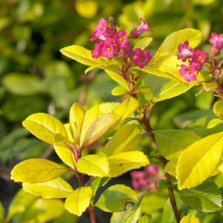 Escallonia 'Gold Ellen'
