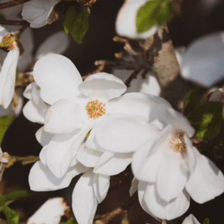 Magnolia x Loebneri 'Wildcat'